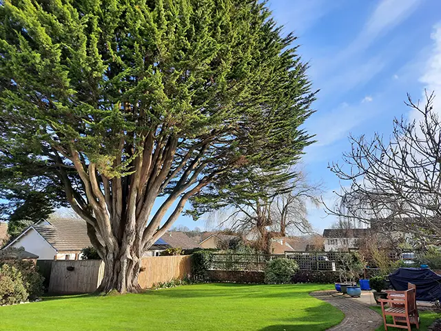 A beautiful twisted tree in our garden